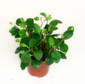 Desert privet